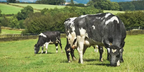 Tesco Extends Supplement Period For Private-Label Dairy Farmers