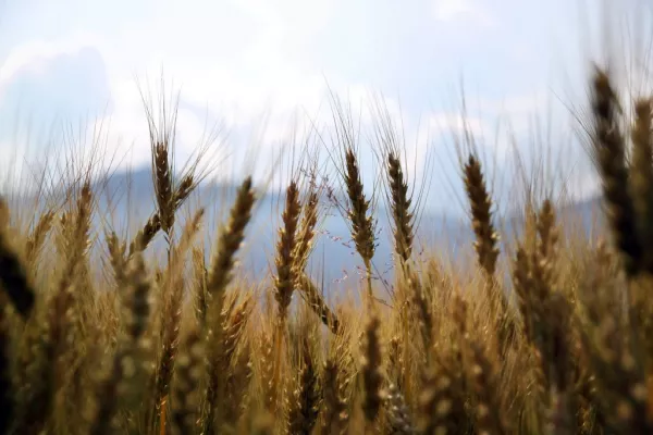 Russia's December Wheat Exports Close To Record, Experts Say