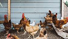 Tesco Reports Ongoing Campylobacter Level Reduction In Chickens