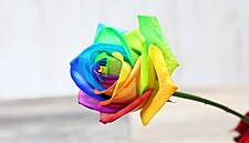 Tesco To Sell Limited Edition Rainbow Rose For Valentine’s Day
