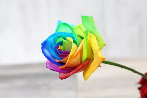 Tesco To Sell Limited Edition Rainbow Rose For Valentine’s Day
