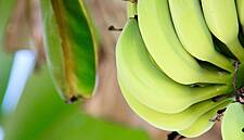 Fyffes Reports Total Revenue Growth Of 12.1% For 2015