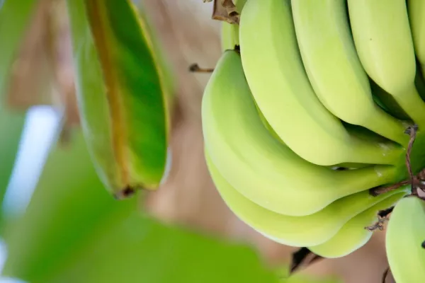 Fyffes Reports Total Revenue Growth Of 12.1% For 2015