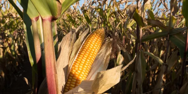 Sharp Contrasts Between Maize Harvests In The EU After Heatwave