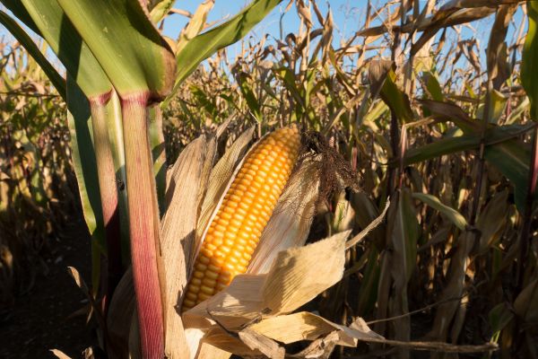 EU Farmers Set To Plant More Maize As Drought Risks Weighed