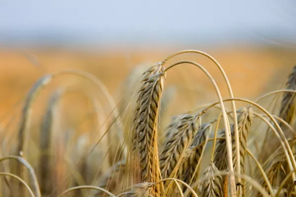 CBOT Wheat Rises To Eight-Year Top On World Supply Worries