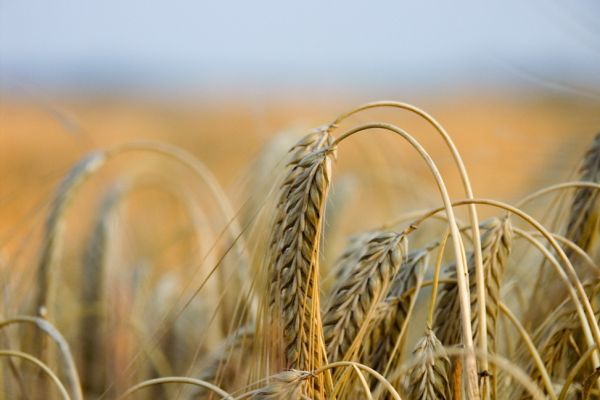 CBOT Wheat Rises To Eight-Year Top On World Supply Worries