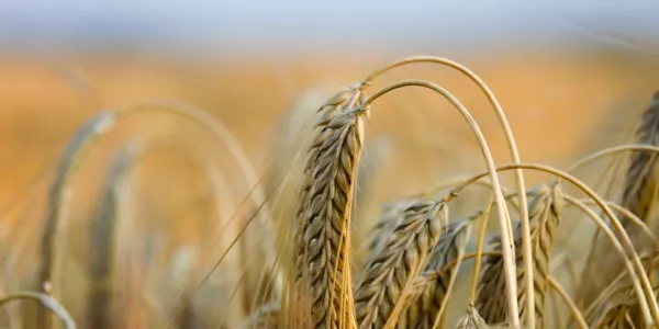 CBOT Wheat Rises To Eight-Year Top On World Supply Worries