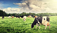 ICMSA: Kuwait Deal A 'Marketing Exercise' Unless Farmers See Benefits