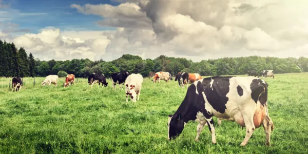 EU Milk Output Strong So Far, Weighing Now With Seasonal Profile