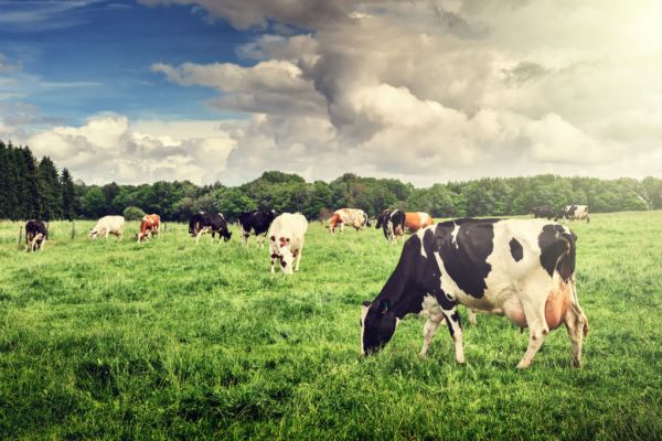EU Milk Output Strong So Far, Weighing Now With Seasonal Profile