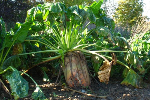 Low Prices To Eat Into EU Sugar Beet Area As Planting Starts