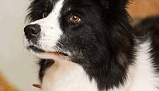 Daisy Crowned Face Of Brandy Dog Food