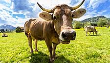 The ICMSA Welcomes Recent Lift In Milk Prices Announced This Month