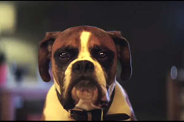 European Supermarket Magazine Searches For Europe's Best Christmas Ad