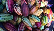 Ivory Coast Cocoa Farmers Fear Low Output After Below-Average Rainfall