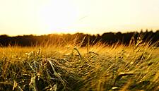 Growth In Drinks Sector Benefits Irish Farmers, Says ABFI