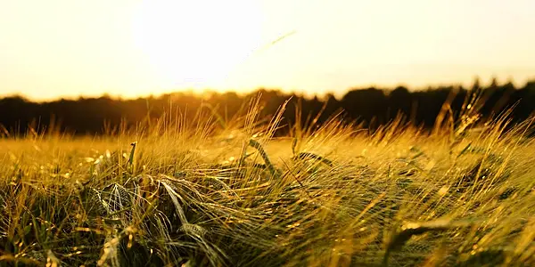 EU Wheat, Barley Harvest Losses Create 'Explosive' World Supply Outlook, Says Analyst