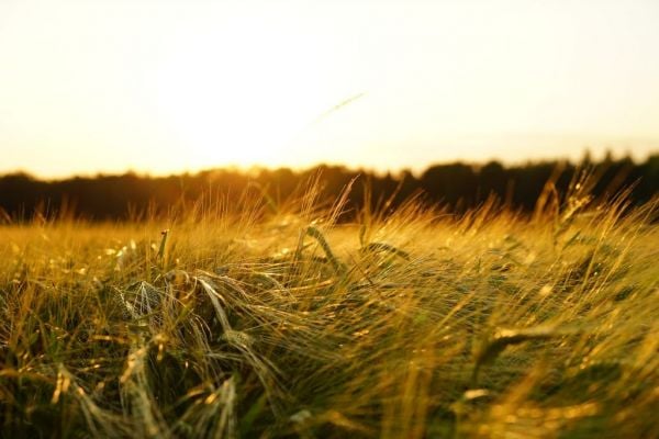 US Wheat Eases On Harvest Pressure; Corn Mostly Firm, Soy Mixed