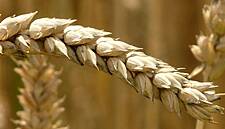 Corn Extends Rally To Highest Since 2013; Soy Falls On Profit Taking