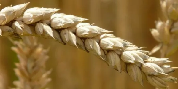 U.S. Wheat Futures Fall, Soybeans Rise, Corn Flat