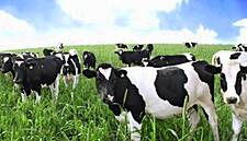 UK Loss Is Opportunity For Irish Farmer's Gain, Bord Bia