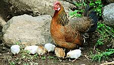 France Eases Bird Flu Measures On Poultry Farms As New Cases Fall