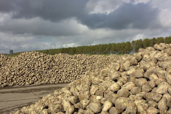 Frost Damage To French Sugar Beet Is Worst Ever, Growers Group Says