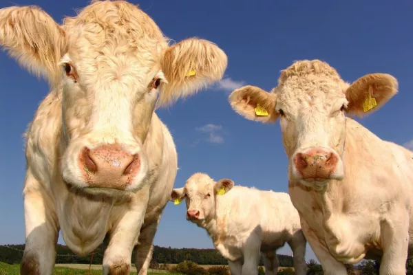 Burps To Burgers: Food Companies Wrangle Climate-Warming Cattle Emissions