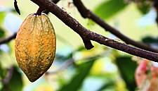 Ivory Coast Cocoa Farmers Bullish About Mid-Crop Despite Poor Rains