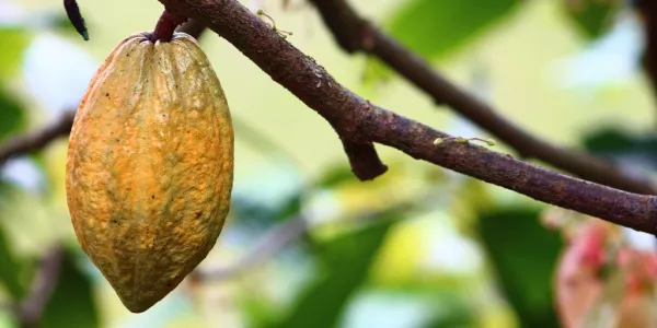 Ivory Coast Cocoa Farmers Bullish About Mid-Crop Despite Poor Rains