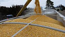 Corn Eases Amid Concern Over Export Logistics