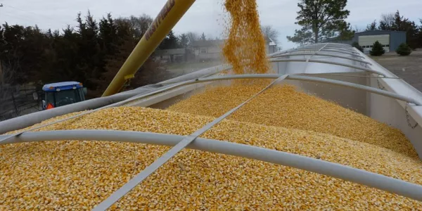 Corn Eases Amid Concern Over Export Logistics