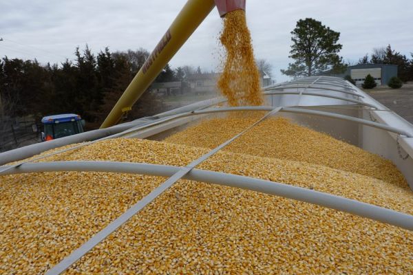 Corn Eases Amid Concern Over Export Logistics