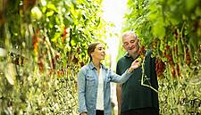 Tesco Customers Benefit From 33% Bonus Tomatoes