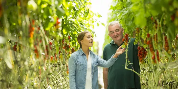 Tesco Customers Benefit From 33% Bonus Tomatoes