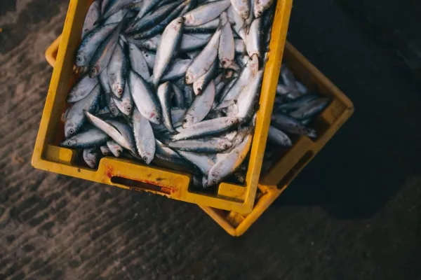 Irish Seafood Sector Grows Over 7%