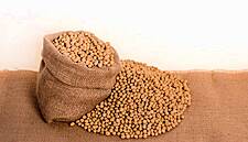 Soybeans Down After 'Disappointing' US Export Sales Report