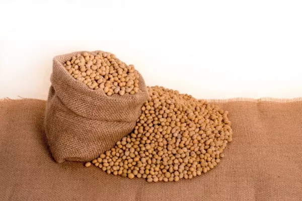 Soybeans Down After 'Disappointing' US Export Sales Report