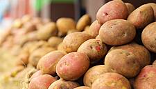 Teagasc Warns Potato Growers To Import Seed Ahead Of Brexit