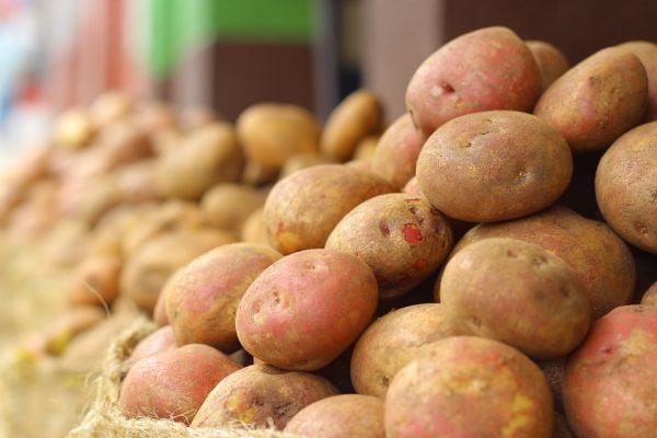 Potato-Planting Impacted By Heavy Rainfall