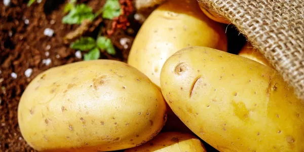 Wet Weather Poses Risk To Potato Harvest, Warns IFA