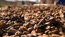 Ivory Coast Weather Threatens To Shorten Cocoa Mid-Crop