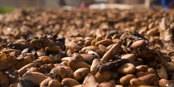 Ivory Coast Cocoa Farmers Get Boost From Rainy Weather