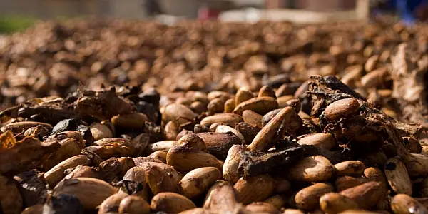 Ivory Coast Cocoa Production Expected To Reach 2m Metric Tonnes