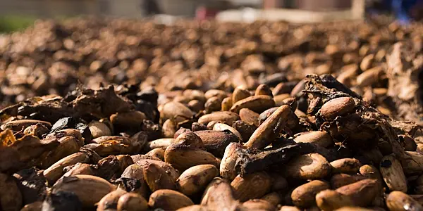 Sunnier Weather Boosts Ivory Coast’s Cocoa Main Crop