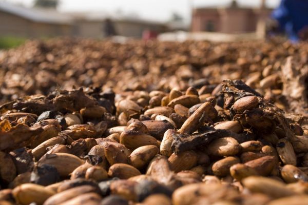 Large Cocoa Bean Stockpiles In Ivory Coast Raise Quality Concerns