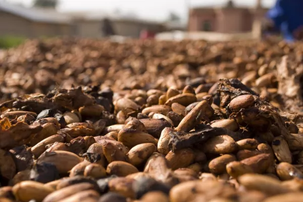 Arid Conditions In Ivory Coast Endanger Cocoa: Mid-Crop Farmers