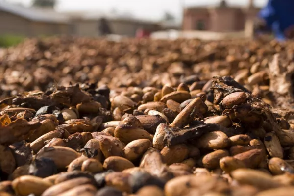 Ivory Coast Cocoa Production Expected To Reach 2m Metric Tonnes