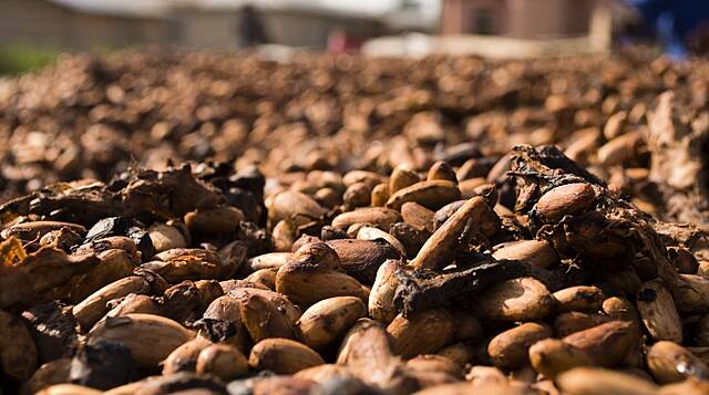 Ivory Coast Dry Spell Supports Cocoa Main Crop